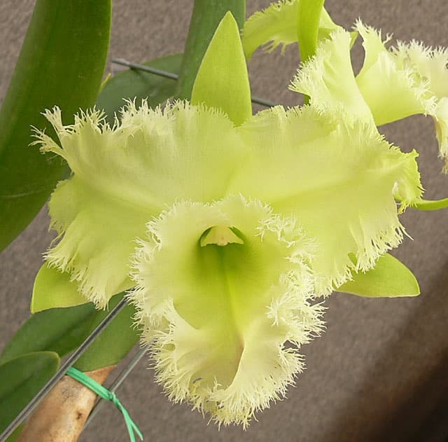  Anggrek Cattleya  Brassocattleya Golf Green Remaja Jual 