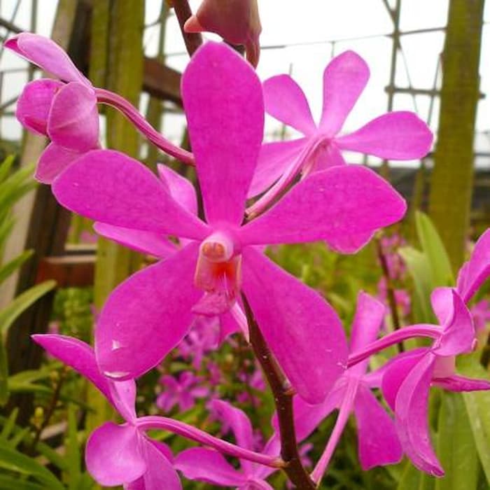 Anggrek Vanda Mokara Pink Jual Anggrek Nugraha Orchid