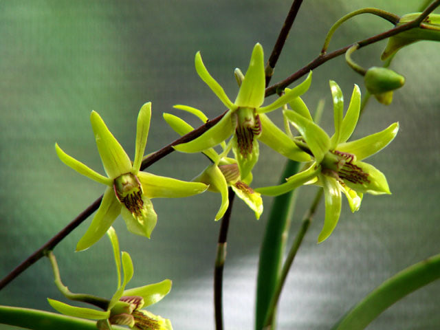 Anggrek Dendrobium Larat Hijau Jual Anggrek Nugraha Orchid
