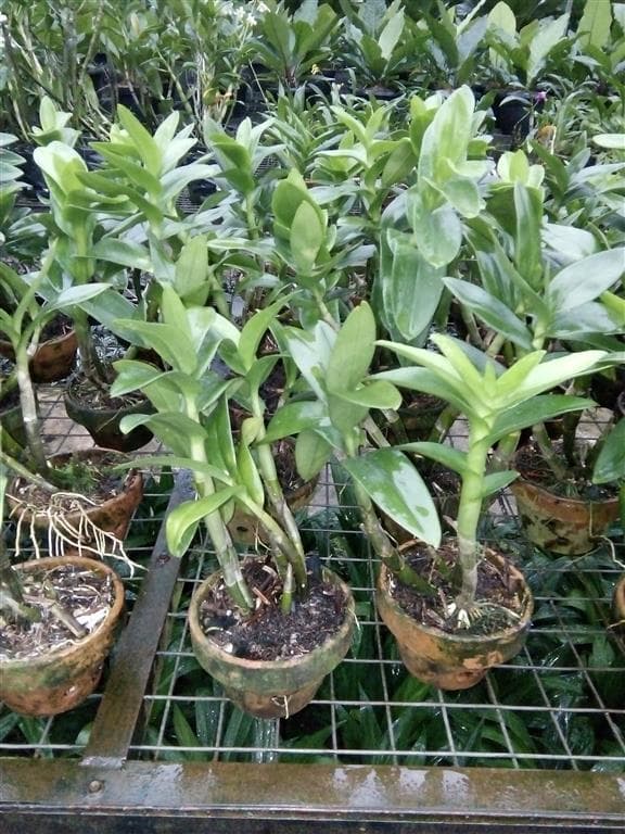  Anggrek  Dendrobium Mawar  Jual Anggrek  Nugraha Orchid