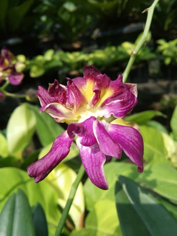  Anggrek  Dendrobium Mawar  Jual Anggrek  Nugraha Orchid